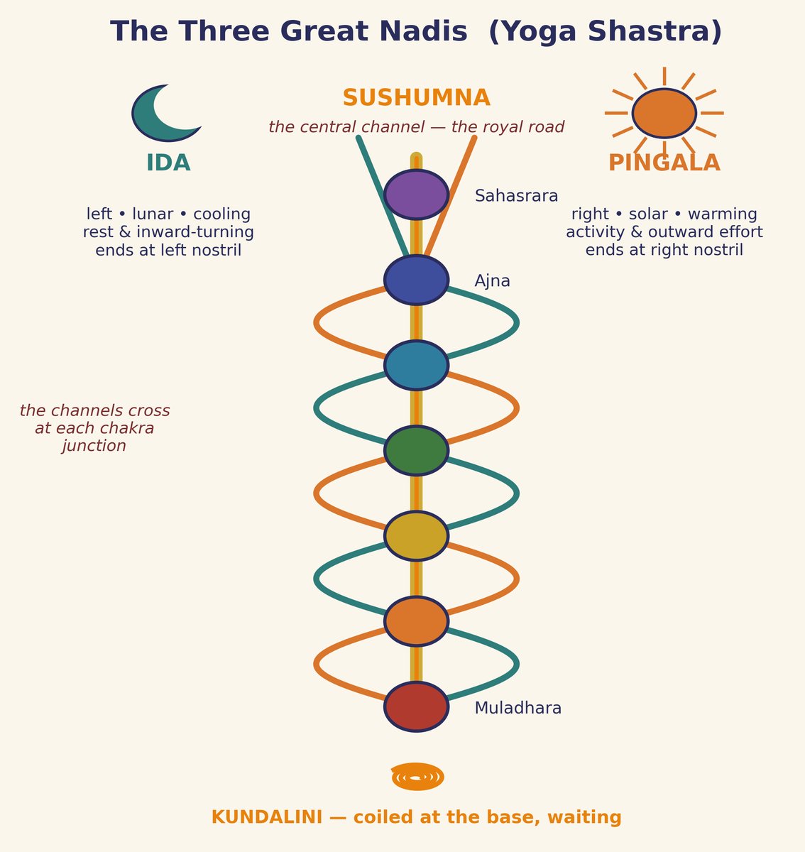 Ida, pingala, and sushumna, the channels cross at the chakra junctions; kundalini waits coiled at the base.